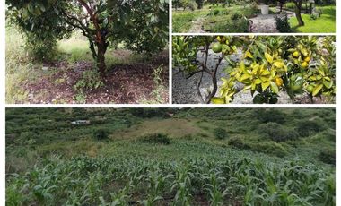 Casa en Limatambo ideal para Hotel o Airbnb + Cultivos de Palta, Limón y más
