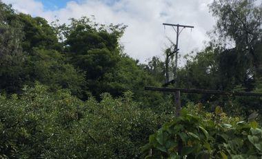 Casa en Limatambo ideal para Hotel o Airbnb + Cultivos de Palta, Limón y más