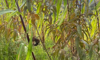 Hermosa propiedad de venta en Monjashuayco