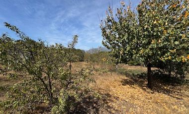 LOS QUELTEHUES – LAS CRUCES