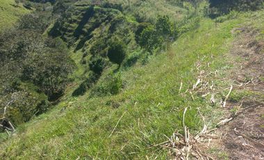 VENDO FINCA GANADERA A 5 MINUTOS DESDE YOLOMBÓ ANTIOQUIA.