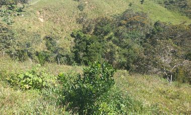 VENDO FINCA GANADERA A 5 MINUTOS DESDE YOLOMBÓ ANTIOQUIA.
