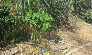 VENDO FINCA GANADERA A 5 MINUTOS DESDE YOLOMBÓ ANTIOQUIA.