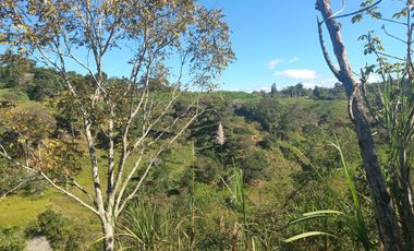 VENDO FINCA GANADERA A 5 MINUTOS DESDE YOLOMBÓ ANTIOQUIA.