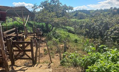 VENDO FINCA GANADERA A 5 MINUTOS DESDE YOLOMBÓ ANTIOQUIA.