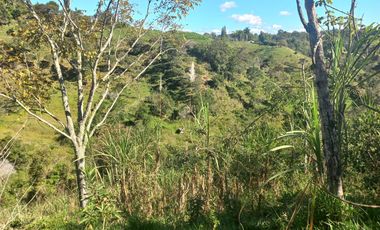VENDO FINCA GANADERA A 5 MINUTOS DESDE YOLOMBÓ ANTIOQUIA.