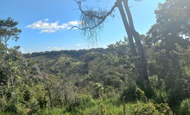 VENDO FINCA GANADERA A 5 MINUTOS DESDE YOLOMBÓ ANTIOQUIA.