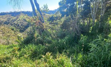 VENDO FINCA GANADERA A 5 MINUTOS DESDE YOLOMBÓ ANTIOQUIA.