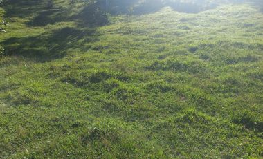 VENDO FINCA GANADERA A 5 MINUTOS DESDE YOLOMBÓ ANTIOQUIA.