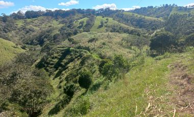 VENDO FINCA GANADERA A 5 MINUTOS DESDE YOLOMBÓ ANTIOQUIA.