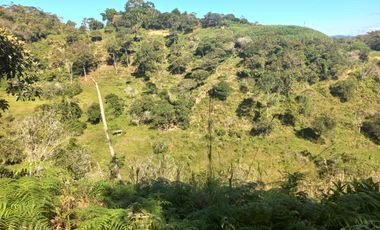 VENDO FINCA GANADERA A 5 MINUTOS DESDE YOLOMBÓ ANTIOQUIA.