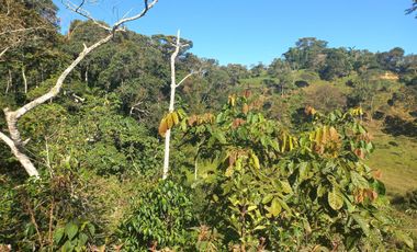 VENDO FINCA GANADERA A 5 MINUTOS DESDE YOLOMBÓ ANTIOQUIA.
