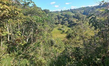 VENDO FINCA GANADERA A 5 MINUTOS DESDE YOLOMBÓ ANTIOQUIA.