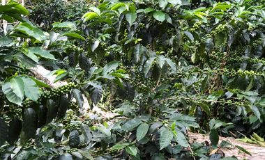 VENTA DE FINCA EN GENOVA MAGNIFICA - TAMBIEN SE PERMUTA