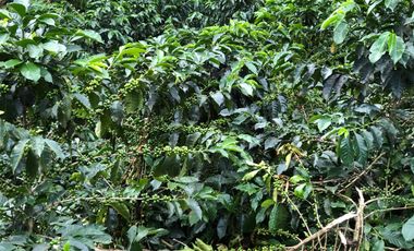 VENTA DE FINCA EN GENOVA MAGNIFICA - TAMBIEN SE PERMUTA