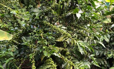 VENTA DE FINCA EN GENOVA MAGNIFICA - TAMBIEN SE PERMUTA