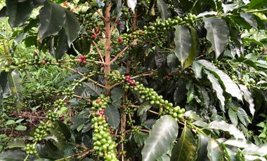 VENTA DE FINCA EN GENOVA MAGNIFICA - TAMBIEN SE PERMUTA