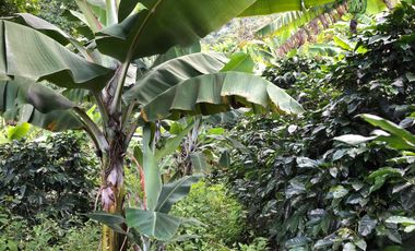 VENTA DE FINCA EN GENOVA MAGNIFICA - TAMBIEN SE PERMUTA