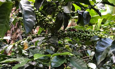 VENTA DE FINCA EN GENOVA MAGNIFICA - TAMBIEN SE PERMUTA