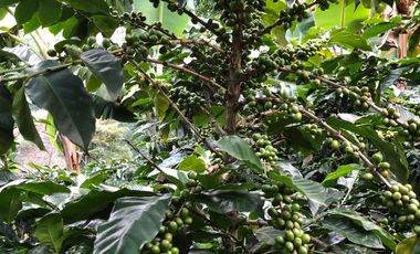 VENTA DE FINCA EN GENOVA MAGNIFICA - TAMBIEN SE PERMUTA