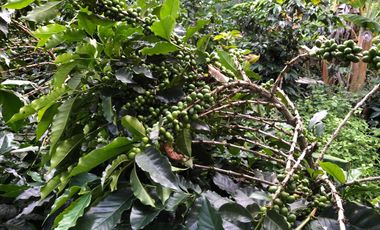 VENTA DE FINCA EN GENOVA MAGNIFICA - TAMBIEN SE PERMUTA