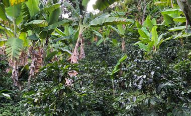 VENTA DE FINCA EN GENOVA MAGNIFICA - TAMBIEN SE PERMUTA