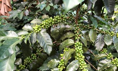 VENTA DE FINCA EN GENOVA MAGNIFICA - TAMBIEN SE PERMUTA