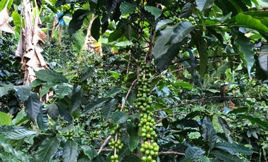 VENTA DE FINCA EN GENOVA MAGNIFICA - TAMBIEN SE PERMUTA