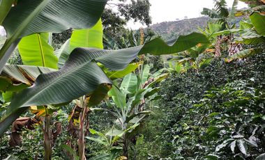 VENTA DE FINCA EN GENOVA MAGNIFICA - TAMBIEN SE PERMUTA