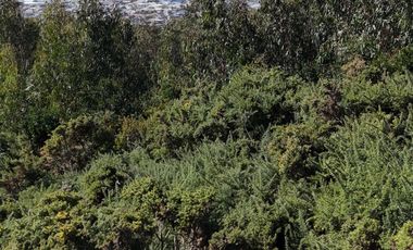 Terreno ideal para un proyecto inmobiliario en Lebu 77.853m2