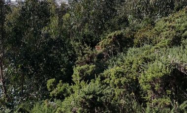 Terreno ideal para un proyecto inmobiliario en Lebu 77.853m2