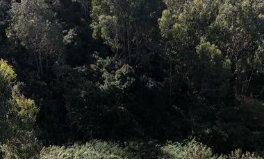 Terreno ideal para un proyecto inmobiliario en Lebu 77.853m2