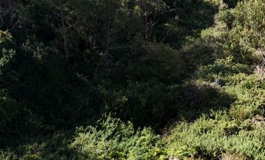 Terreno ideal para un proyecto inmobiliario en Lebu 77.853m2