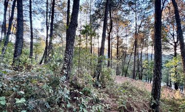 Terreno en venta en El Tigre Residencial, Valle de Juárez, Bosque de Mazamitla