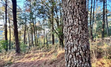 Terreno en venta en El Tigre Residencial, Valle de Juárez, Bosque de Mazamitla