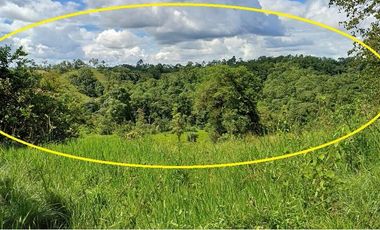 SE VENDE FINCA 53,20 HECTÁREAS, EL BRAVO – VALLE HERMOSO – SANTO DOMINGO - ECUADOR