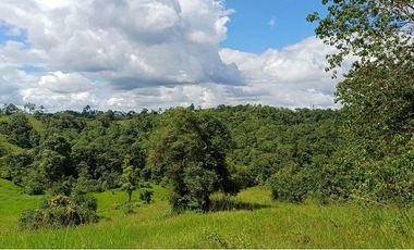 SE VENDE FINCA 53,20 HECTÁREAS, EL BRAVO – VALLE HERMOSO – SANTO DOMINGO - ECUADOR