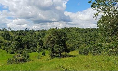 SE VENDE FINCA 53,20 HECTÁREAS, EL BRAVO – VALLE HERMOSO – SANTO DOMINGO - ECUADOR