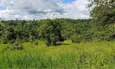 SE VENDE FINCA 53,20 HECTÁREAS, EL BRAVO – VALLE HERMOSO – SANTO DOMINGO - ECUADOR