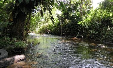 SE VENDE FINCA 53,20 HECTÁREAS, EL BRAVO – VALLE HERMOSO – SANTO DOMINGO - ECUADOR