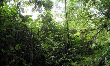 SE VENDE FINCA 53,20 HECTÁREAS, EL BRAVO – VALLE HERMOSO – SANTO DOMINGO - ECUADOR