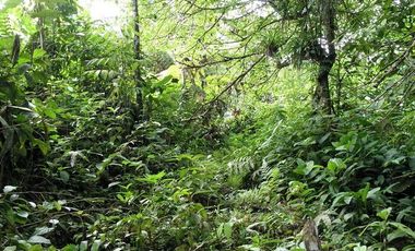 SE VENDE FINCA 53,20 HECTÁREAS, EL BRAVO – VALLE HERMOSO – SANTO DOMINGO - ECUADOR