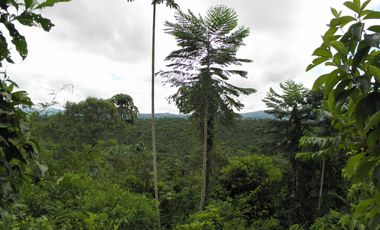 SE VENDE FINCA 53,20 HECTÁREAS, EL BRAVO – VALLE HERMOSO – SANTO DOMINGO - ECUADOR