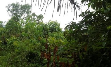 SE VENDE FINCA 53,20 HECTÁREAS, EL BRAVO – VALLE HERMOSO – SANTO DOMINGO - ECUADOR