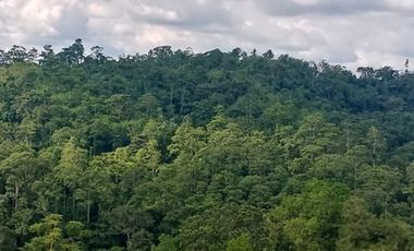 SE VENDE FINCA 53,20 HECTÁREAS, EL BRAVO – VALLE HERMOSO – SANTO DOMINGO - ECUADOR