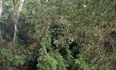 SE VENDE FINCA 53,20 HECTÁREAS, EL BRAVO – VALLE HERMOSO – SANTO DOMINGO - ECUADOR