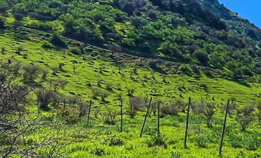 Parcelas Planas Y Con Pendiente En Quinta De Tilcoco