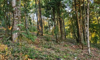Parcela a 10 minutos desde el centro de Villarrica.