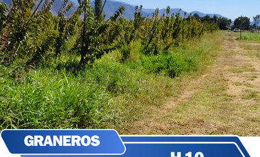 Parcela con Cerezos en Graneros 1 Hectarea
