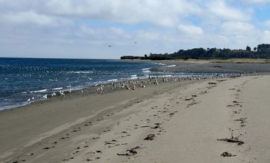 Campo en Maullín – Río Astillero – Región de los Lagos